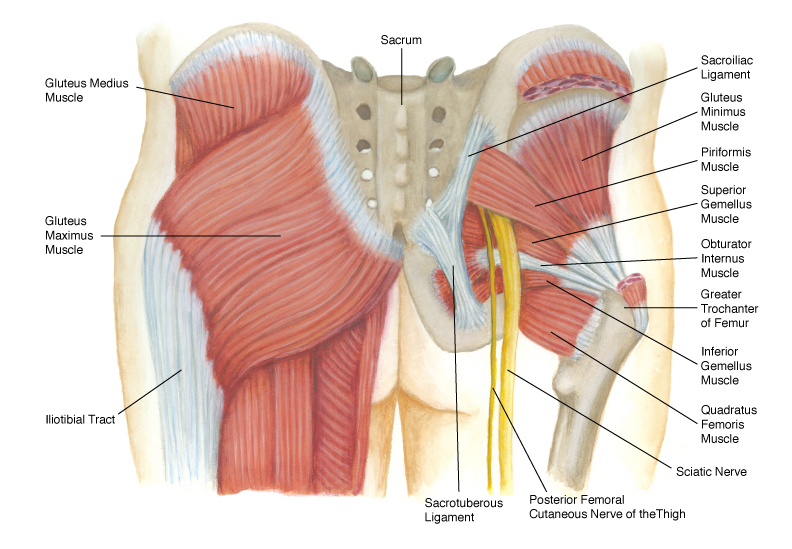 The Buttocks: Your Strongest Muscles - Feldman Wellness Center